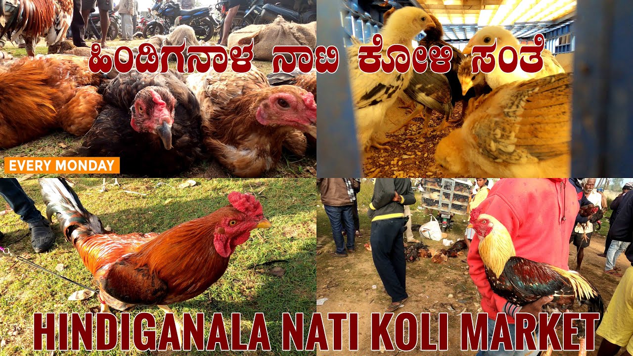 Hindiganala NATI KOLI Weekly Market near H-Cross 25 km from Bangalore in Karnataka India