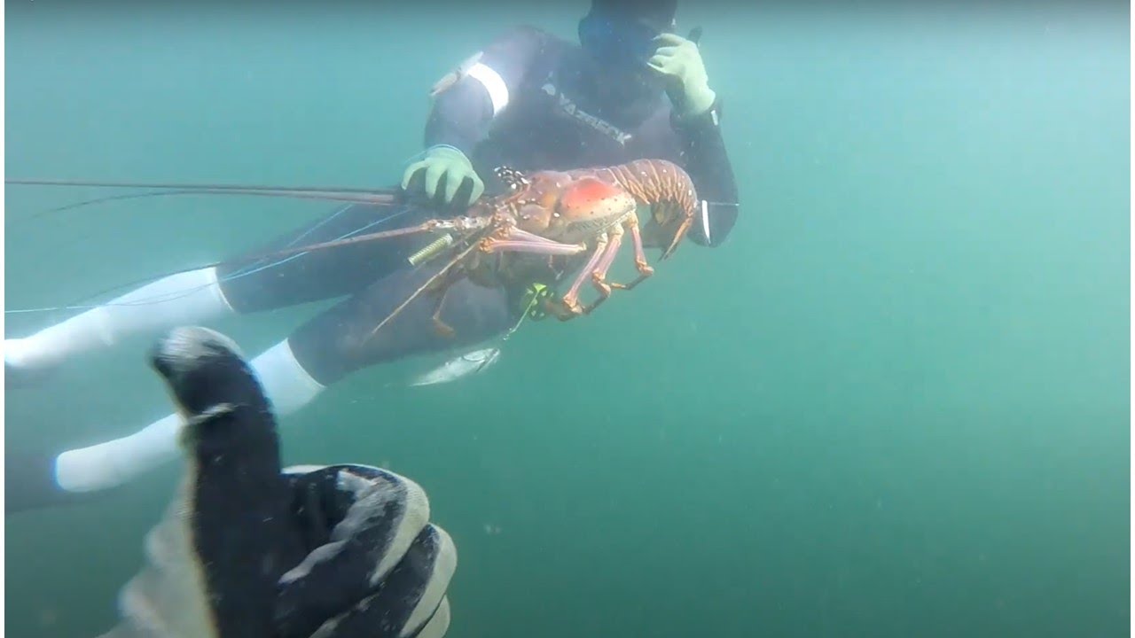 Ep 2023 09   Murky water spearfishing refresher