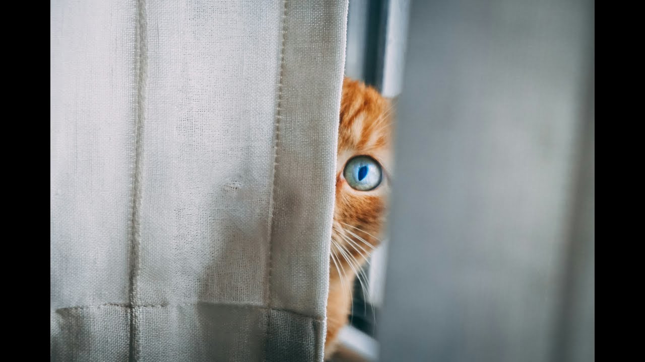 Who Is Watching Us?: Parshat Vayeishev