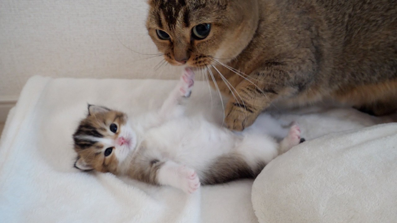 Kitten Nico is getting embarrassed to be licked by his mother cat.
