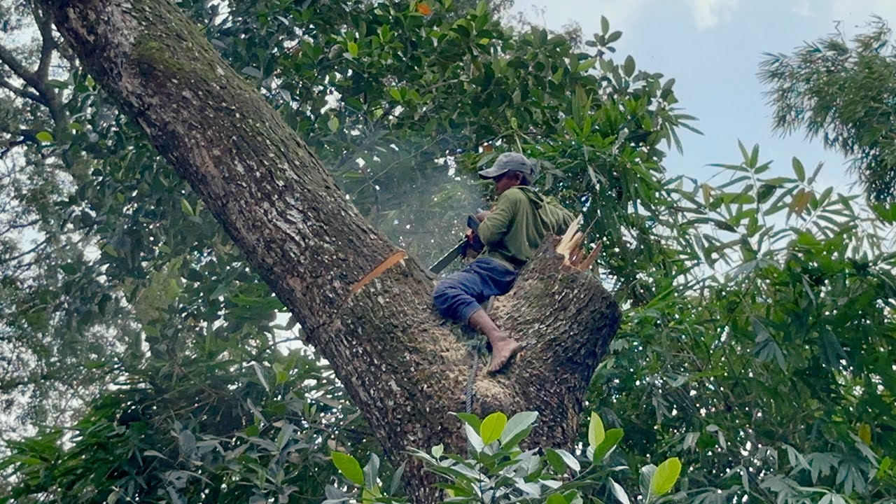 Great ‼️Best skill man cutting down Huge tree with strongest chainsaw.