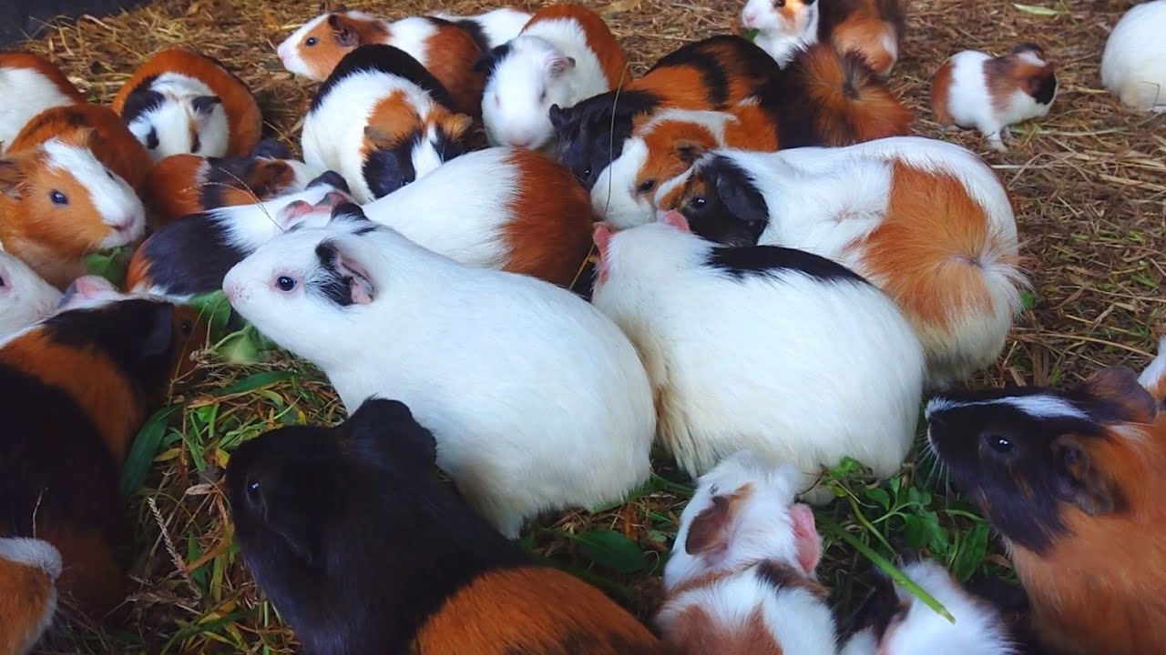 Asmr Cute animals eating , Guinea pig eating asmr, Eating Guinea pig for the first time, cute pets 