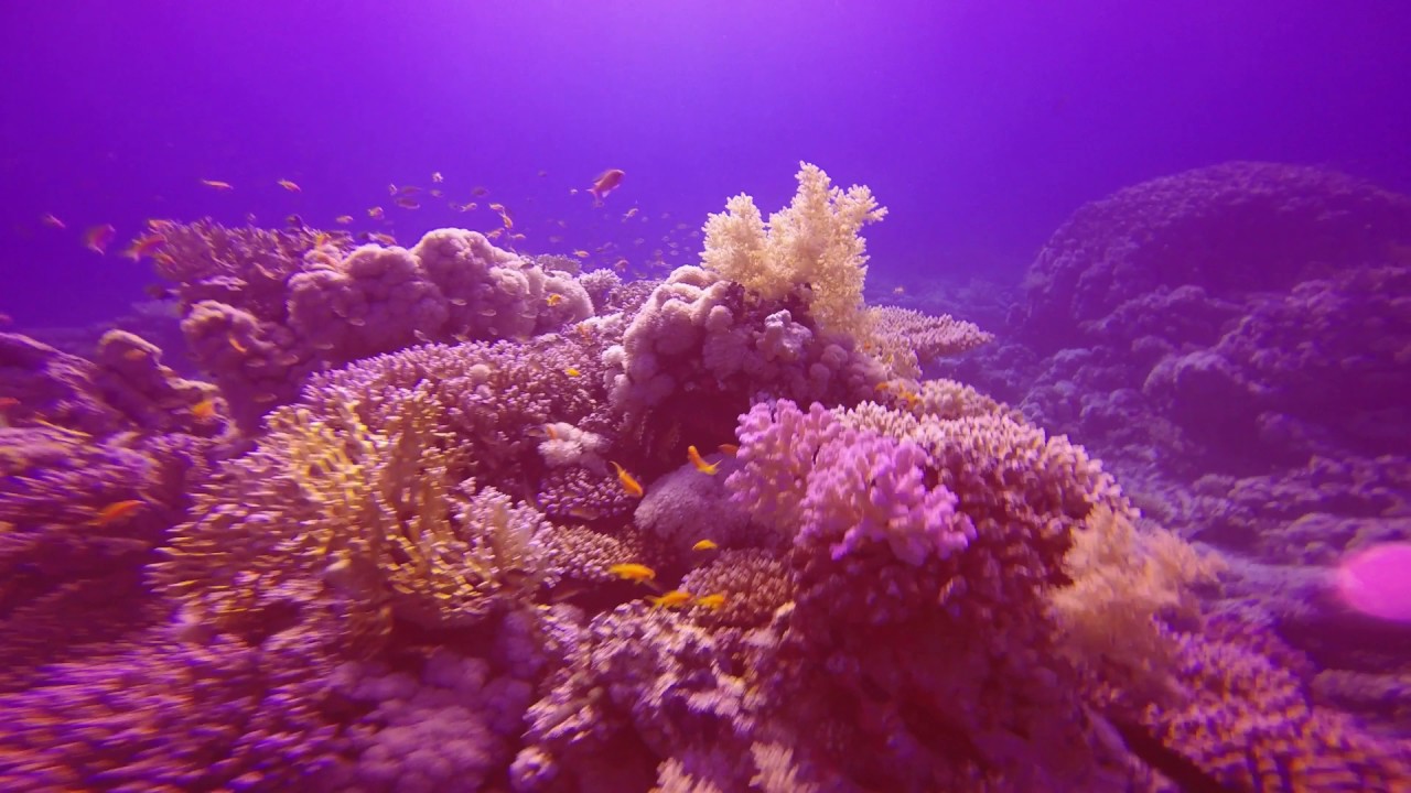 Scuba Diving Sharm El Sheikh HD 1080p