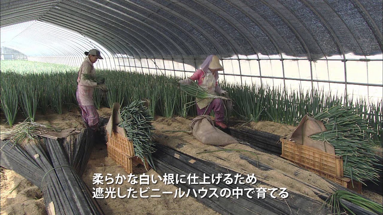 北海道日高町　紹介映像　産業編「日高町の産業」
