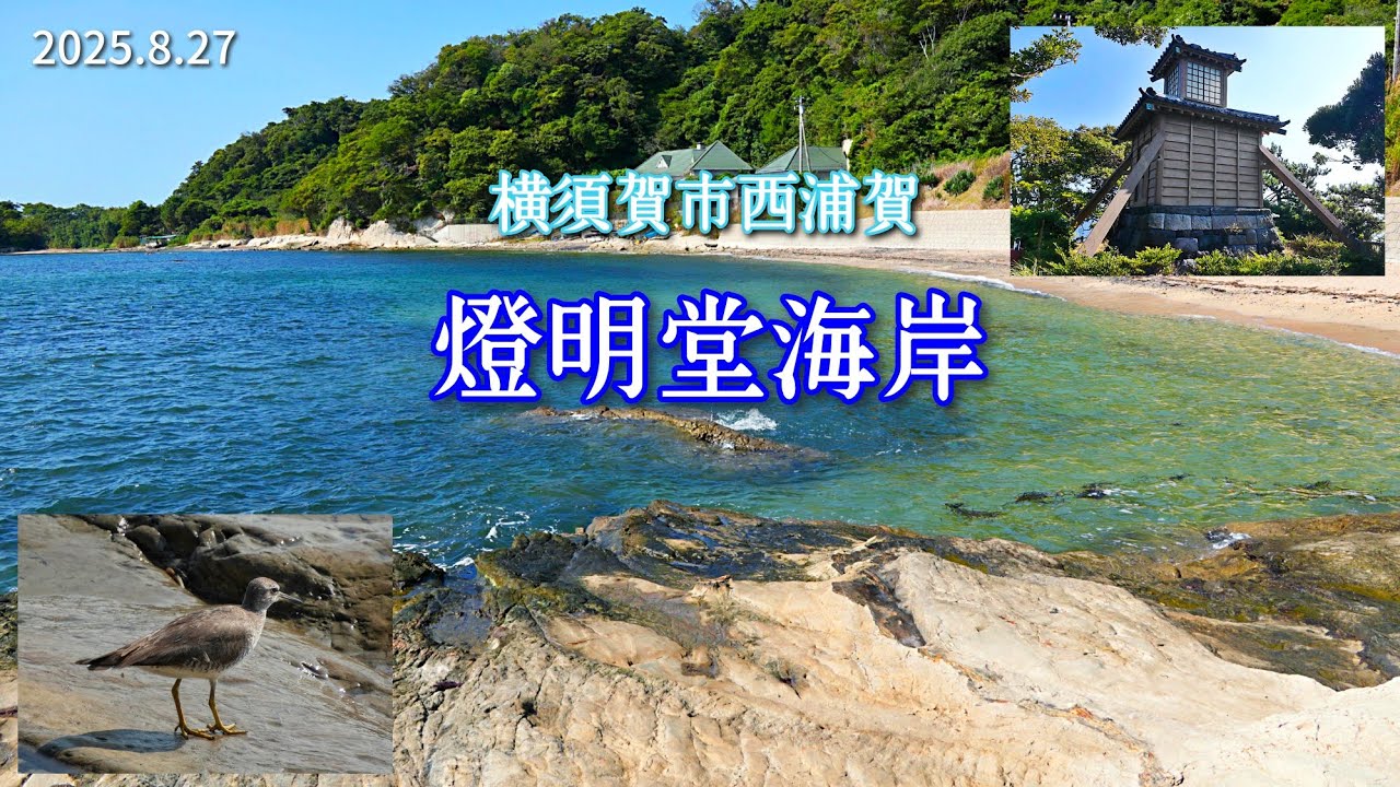 燈明堂海岸（横須賀市西浦賀）｜青く綺麗な海と海岸！キアシシギにも会えました。【2025.8.27(水)】（オマケで海中撮影あります）
