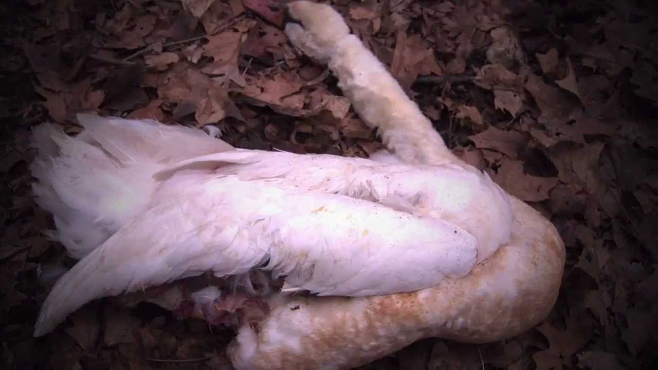 The Dillinger Escape Plan - Prancer (Lyric Video)