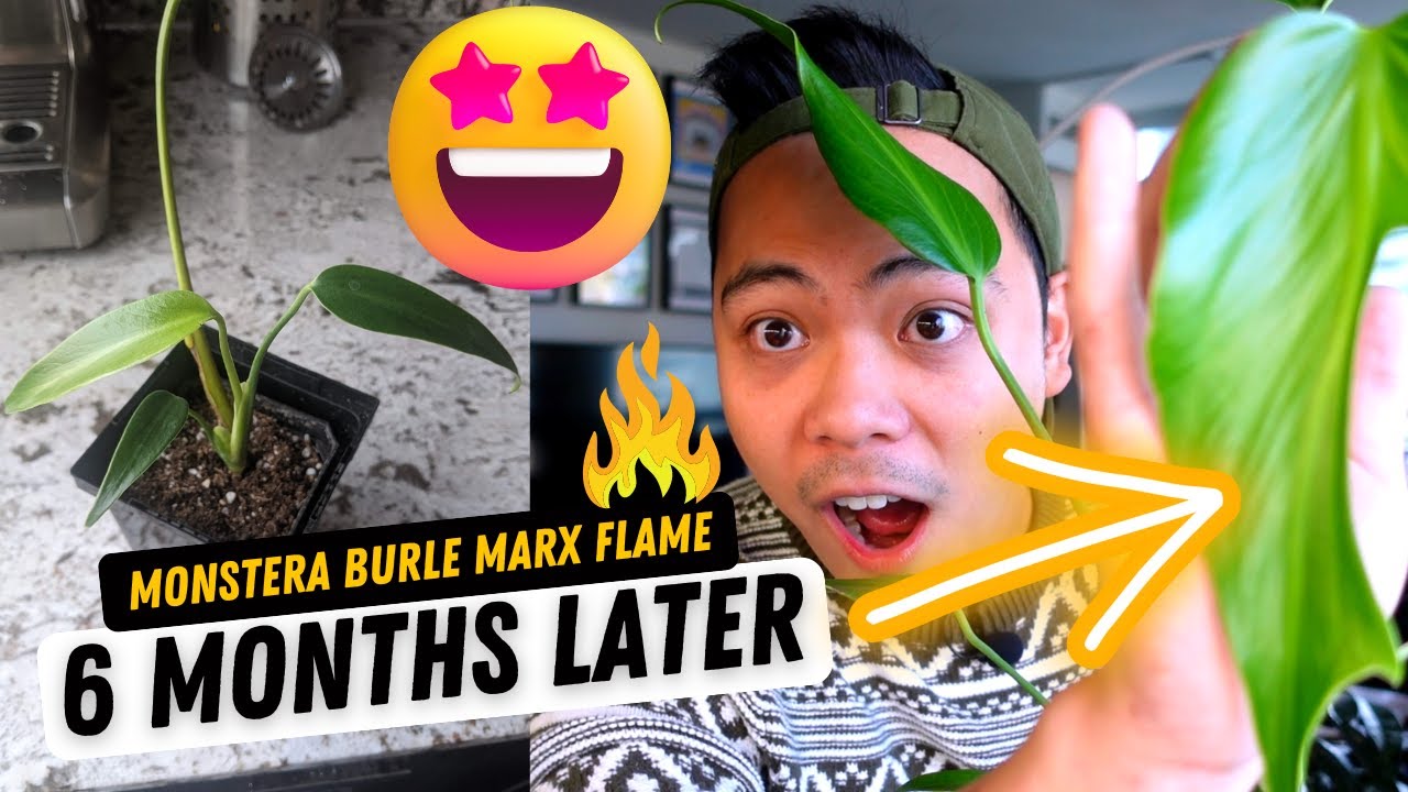 Monstera Burle Marx Flame 💚🔥 Plant Update 6 Months Later | my experience