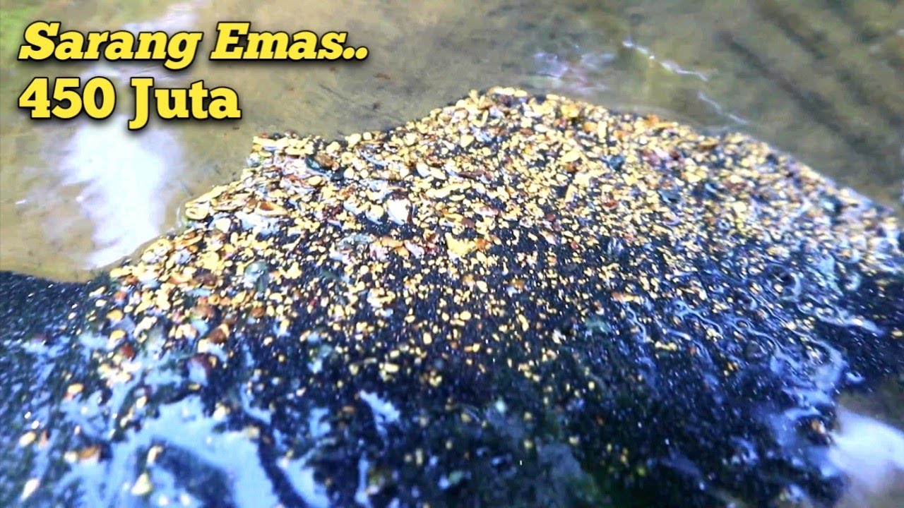 WOW HEBOH..,! KAYA DALAM SE HARI, PENEMUAN JALUR EMAS DAPAT BANYAK || TRADITIONAL GOLD PANNER