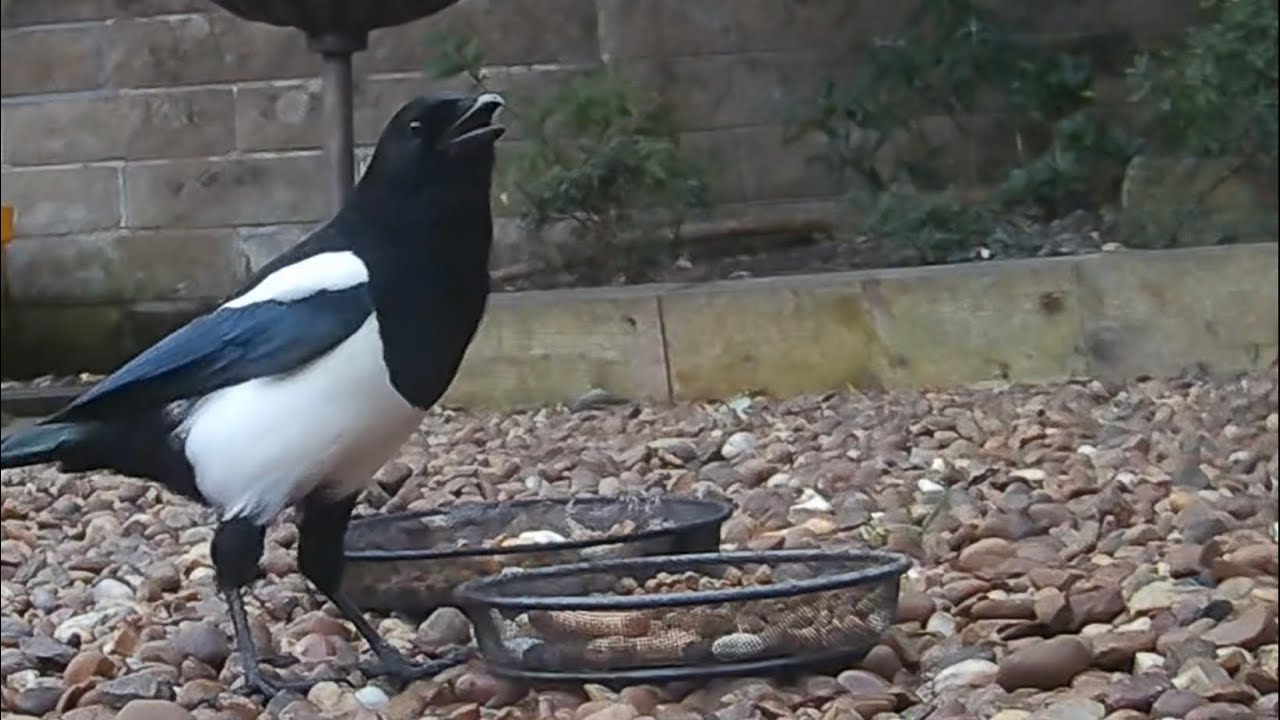 A noisy magpie enjoying left over fox food, is he calling his mate to come and get some? #birds