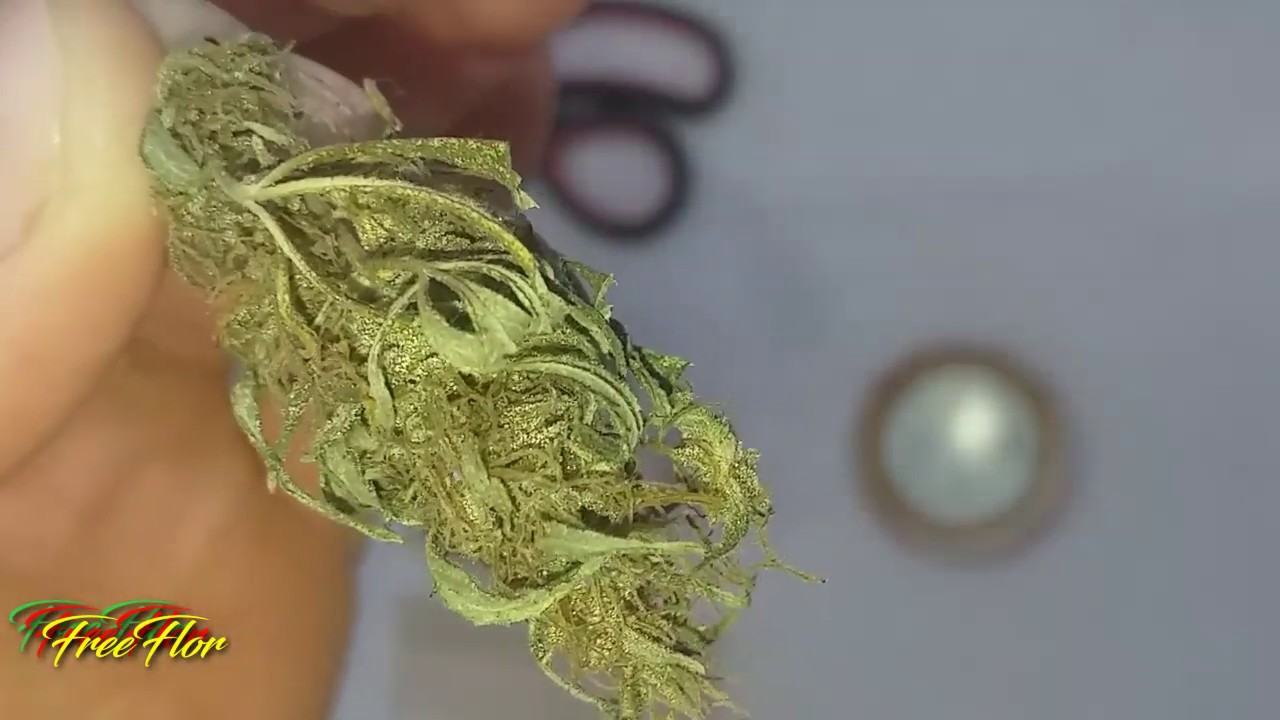 BOLANDO BASEADO DE FLOR - 65 DIAS DE CURA NO POTE HERM&Eacute;TICO.