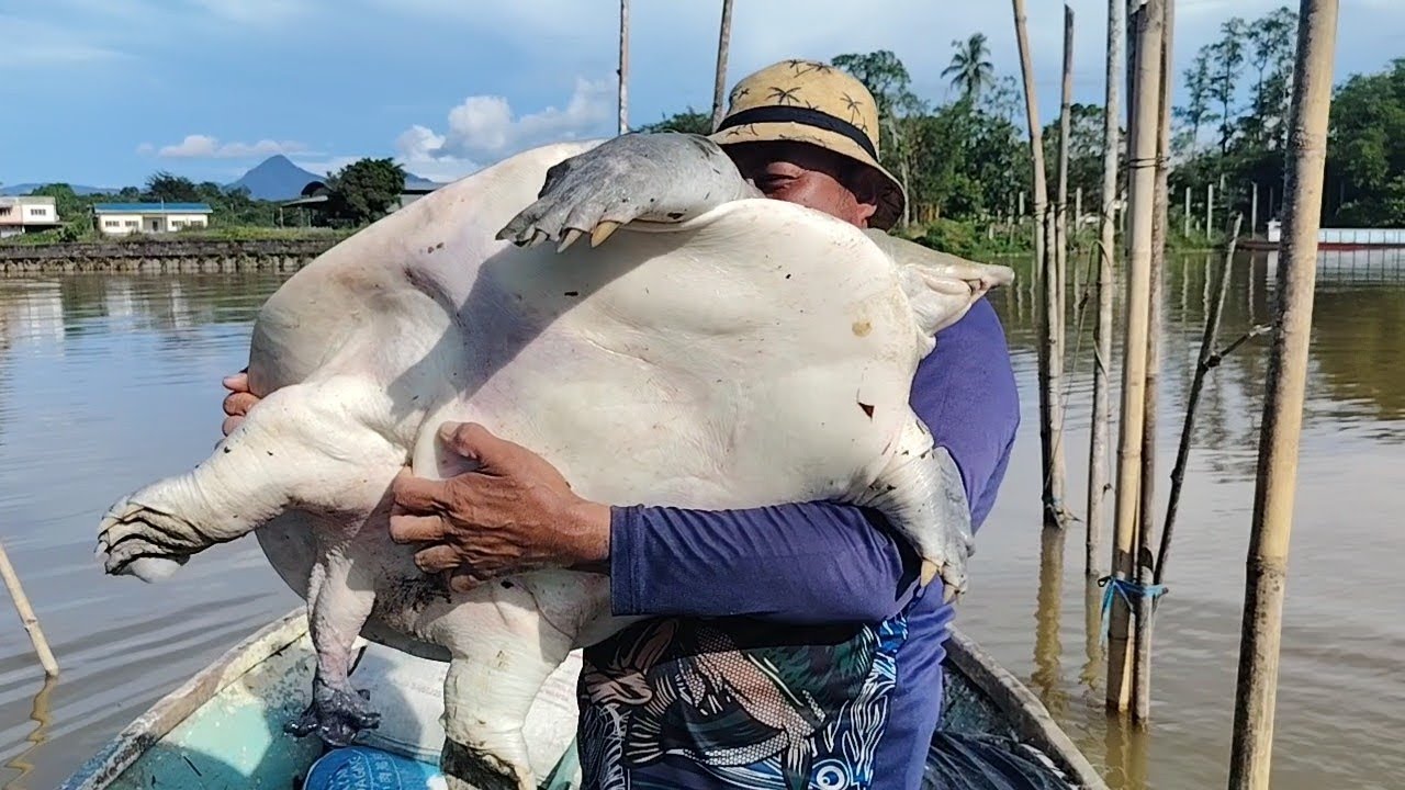 Rezeki dapat labi2 Monster&Sang Buaya Makan Rawai