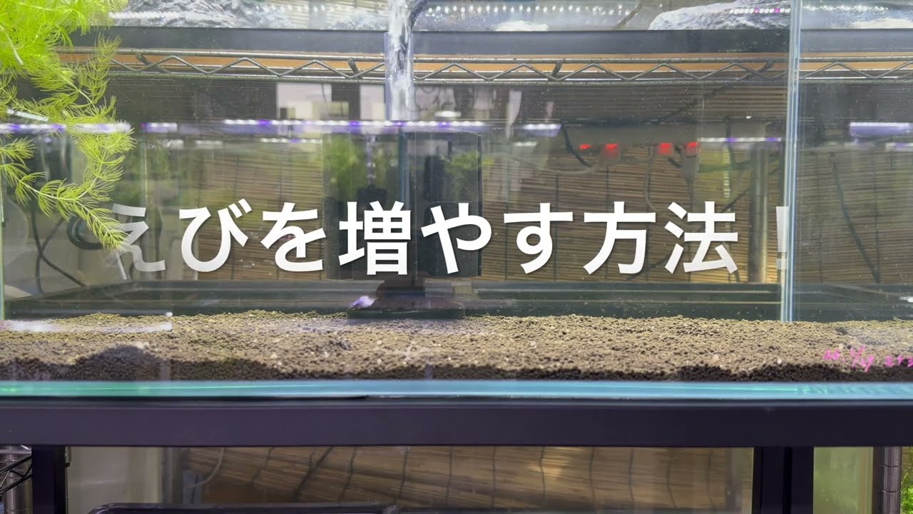 【誰でも簡単にえびを増やす必殺方法】＃えびを増やす方法＃ローキーズ札幌