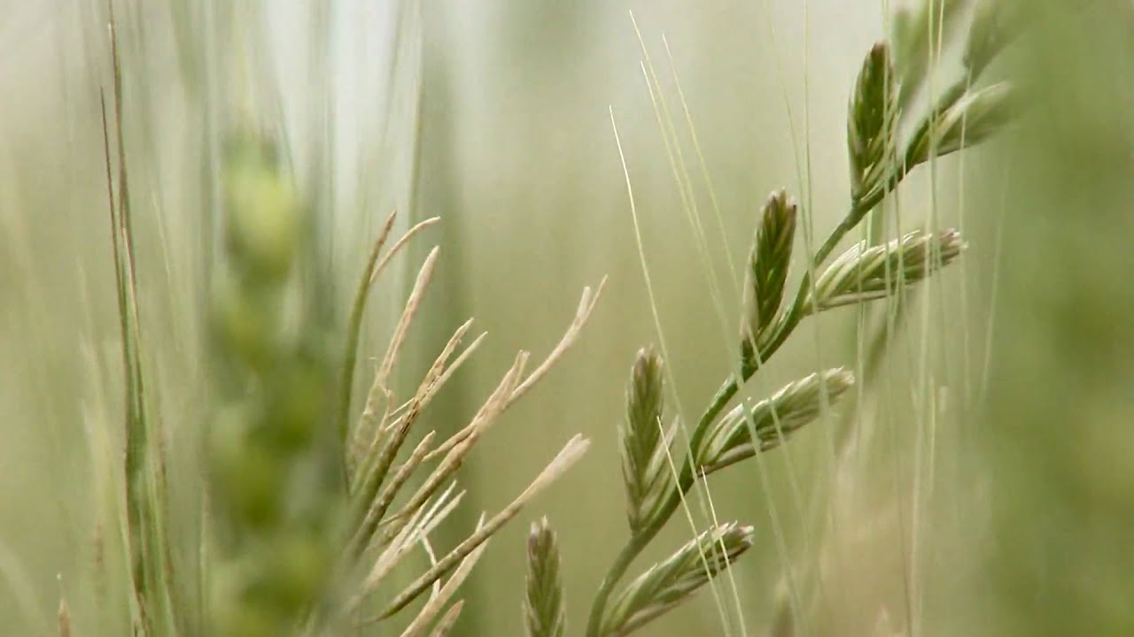 Controlling Weeds in Wheat