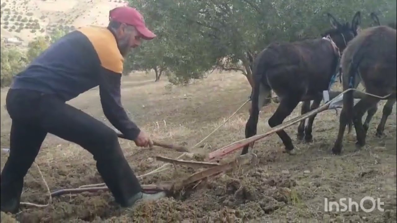 حرث الارض بالطريقه التقليديه/مع الفلاح البسيط 