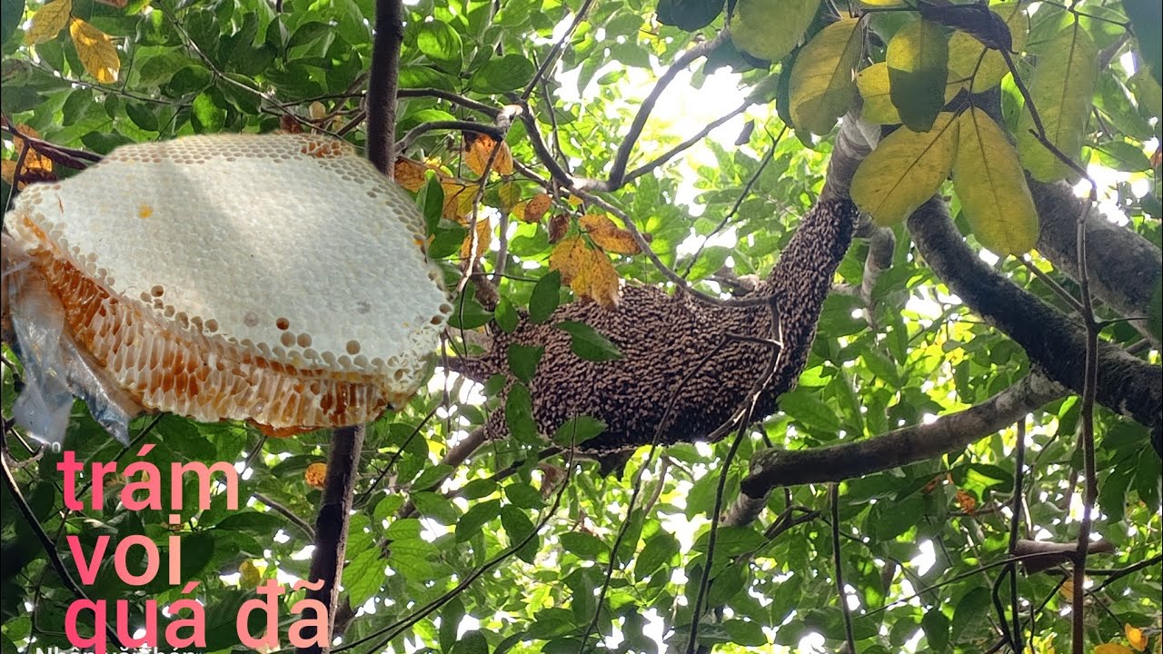 Bắt tổ ong được bầu mật trám voi quá đã...