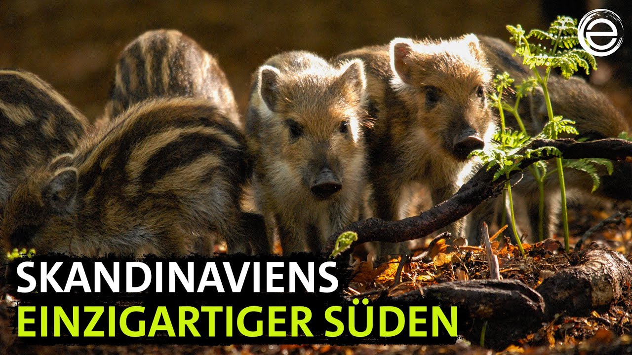 Wildes Skandinavien - Dänemark | Erlebnis Erde