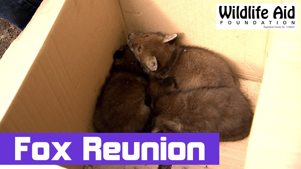 Cheeky fox cubs waiting for their mum