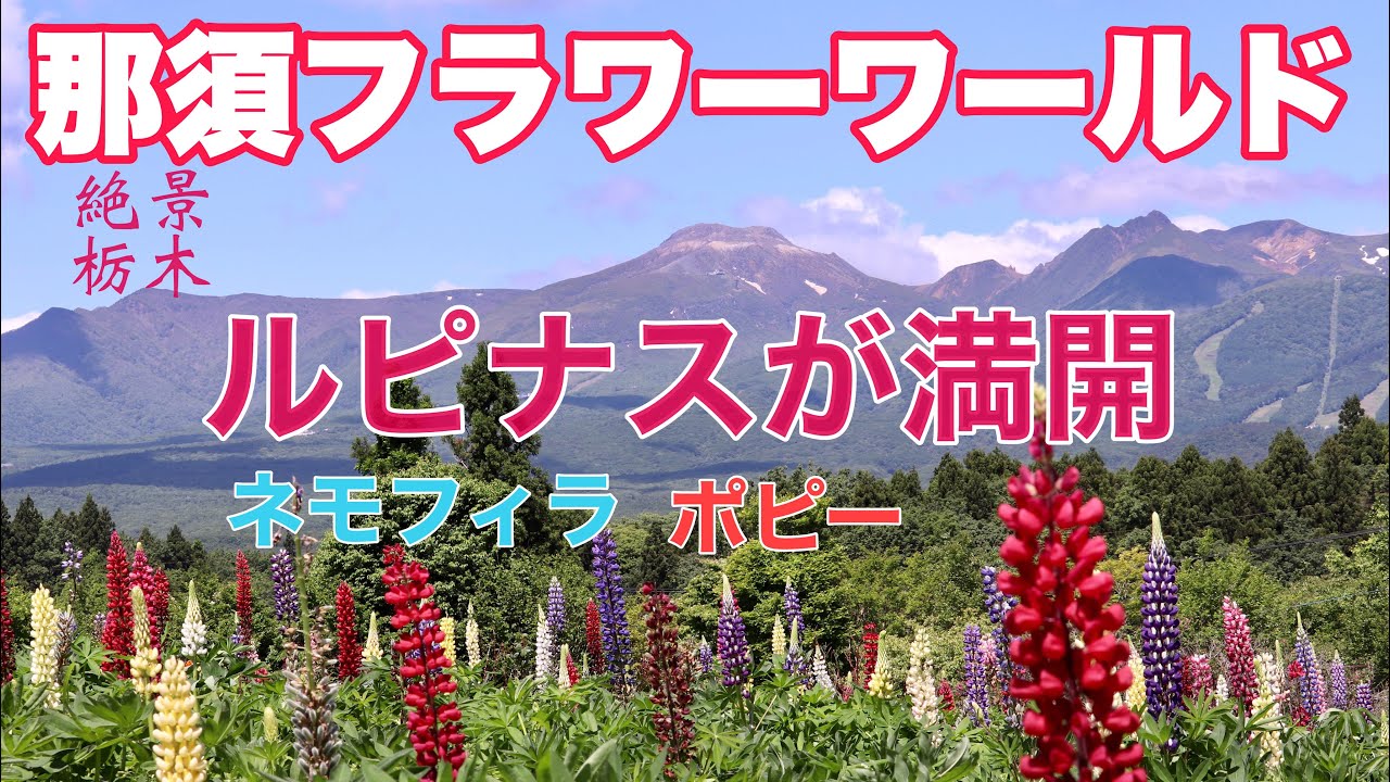 那須フラワーワールド【ルピナス】【ポピー】【ネモフィラ】など…フラワーワールドは花盛り