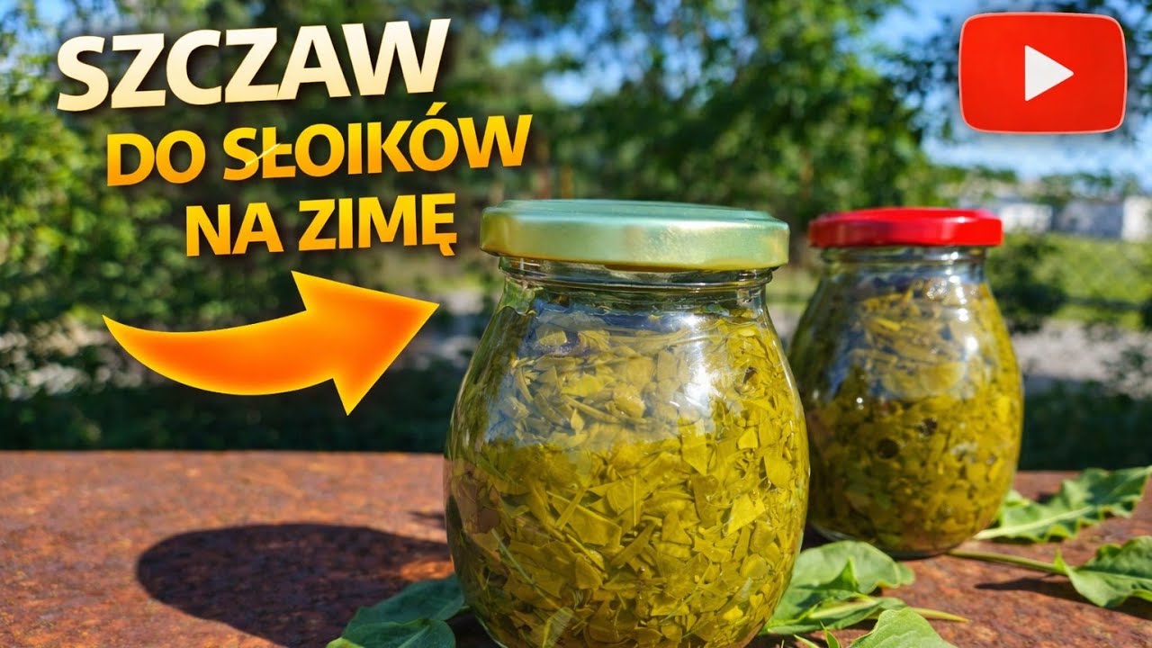 Szczaw do słoików na zimę 🥬