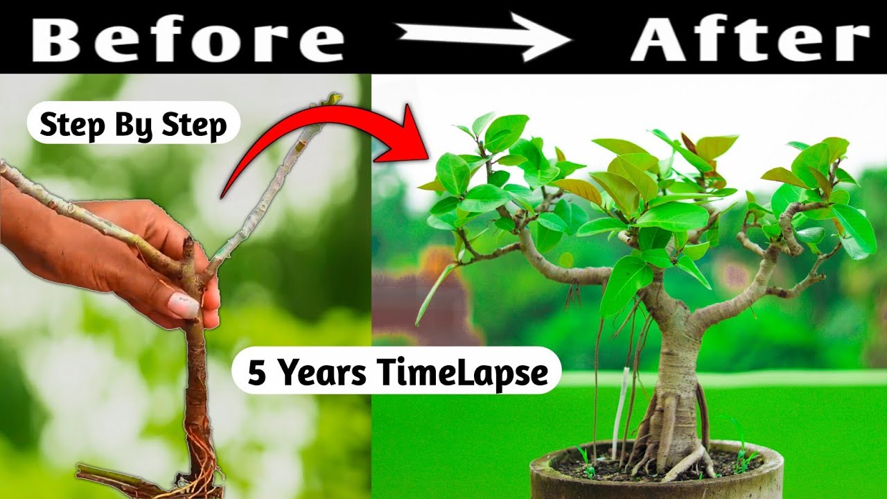 Bonsai Time Lapse