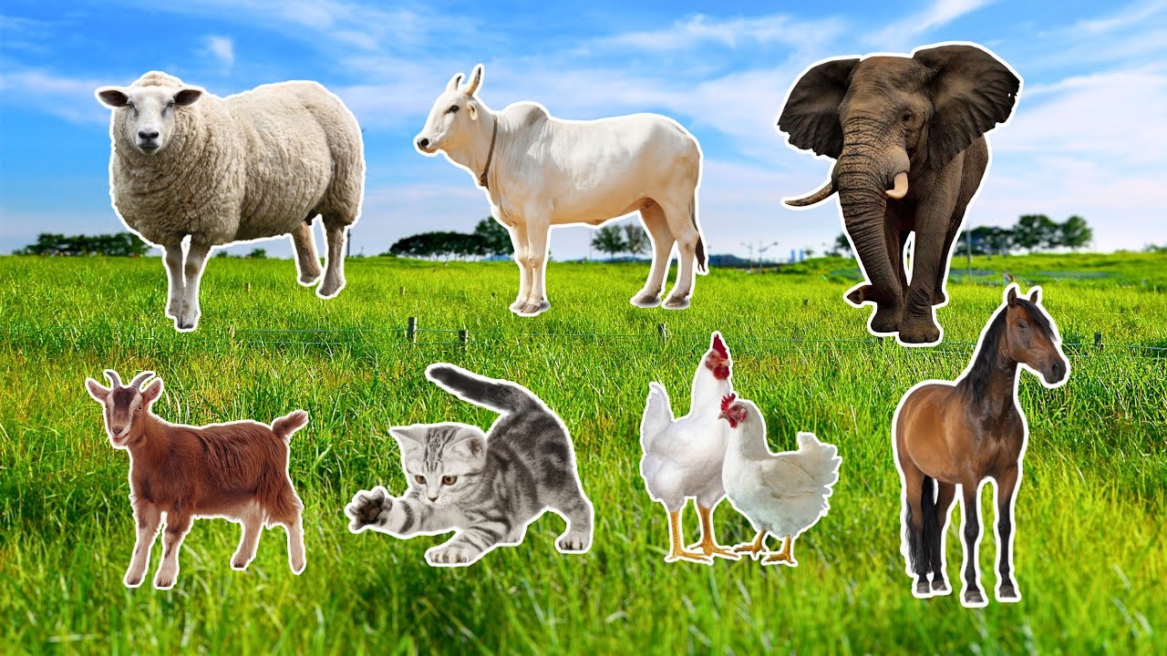 Animal in 4k - cat dog chicken alpaca rat bird - Animal Sound - Age Animals