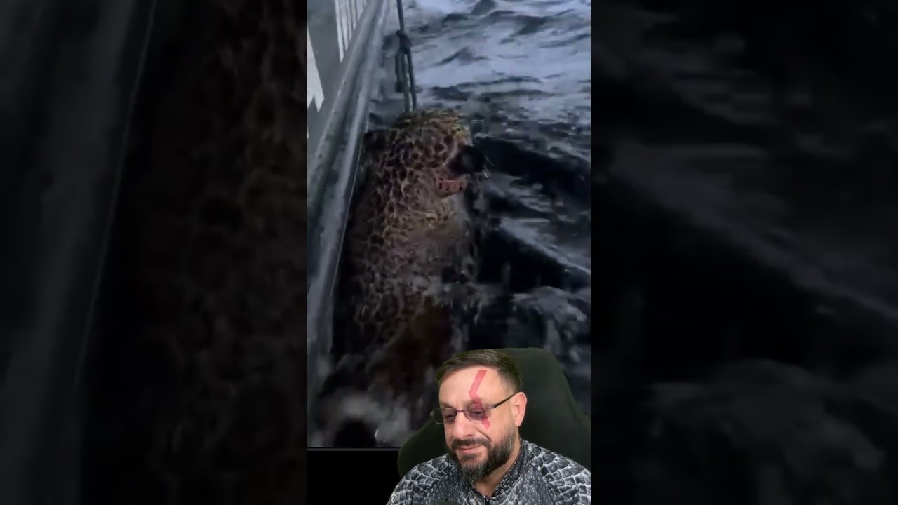 Detalhes do resgate da onça que estava se afogando no Rio Negro #biologohenrique #onçapintada