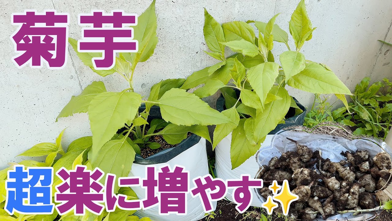 【菊芋の再生栽培】無限収穫の可能なスーパーフードをほぼ放置で増やしました!