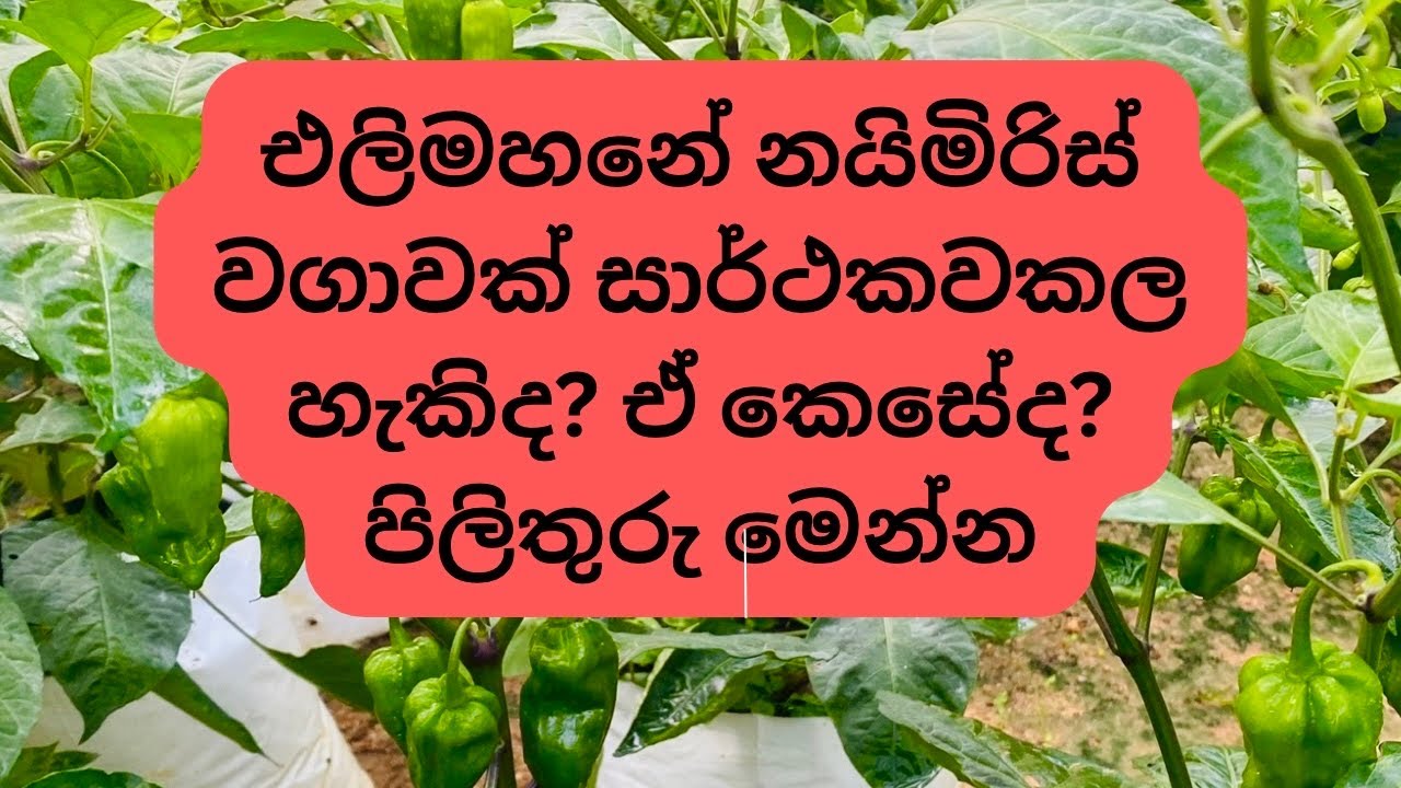 එලිමහනේ නයිමිරිස් වගාව සාර්තක කරගමු. Nai miris wagaawa.