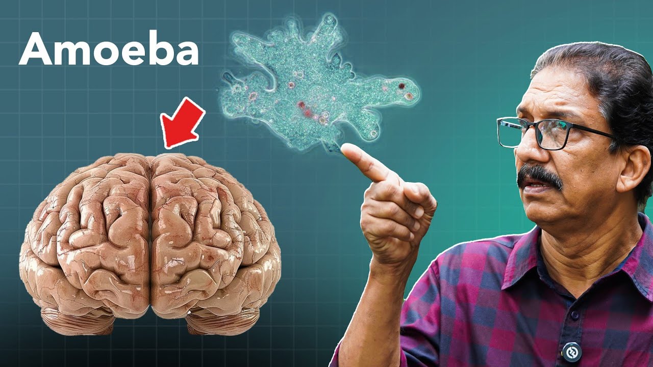 Amoeba Uncovered: Types, Infections & the Deadly Brain-Eating amoeba അമീബ മസ്തിഷ്കജ്വരം #malayalam