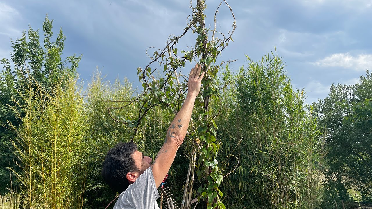 Le potager perp&eacute;tuel &eacute;pisode 3 : L&rsquo;igname de Chine, quand la beaut&eacute; prend de la hauteur.