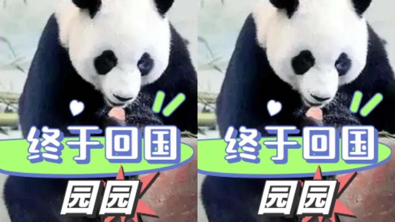 福宝的亲爷爷园园终于回国了！在外漂泊21年如今和大孙女在神树坪团聚#园园 #熊猫 #国宝 #福宝 #治愈