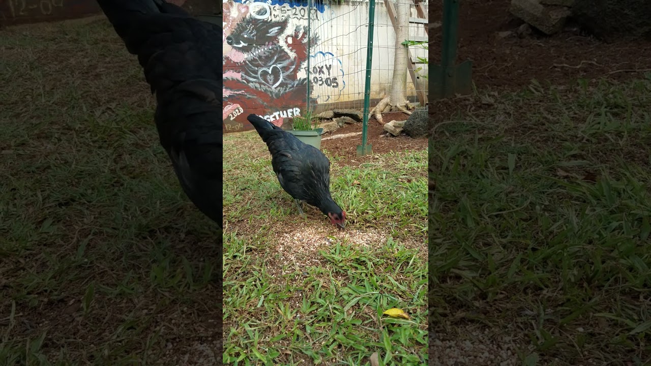 Rooksie our Pet Chicken