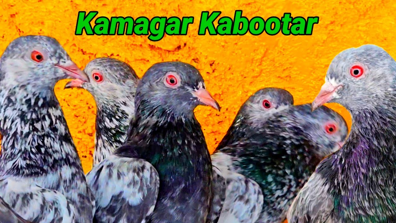 Kamagar Kabootar | Ustad Sultan Hyderabad India | Rizwan Ali Sabri | Jaipur Tonk Pigeons