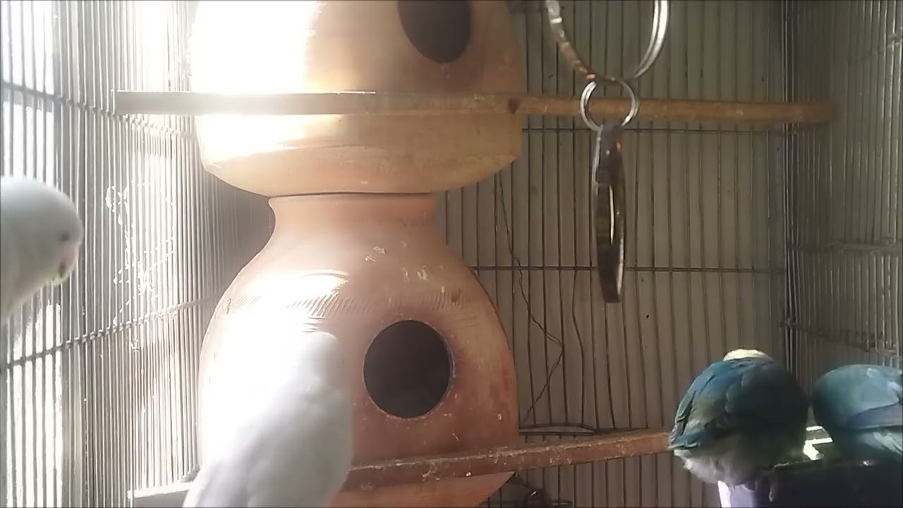 Lucky Lovebirds like subscribe 🥳🦜🐦🕊️