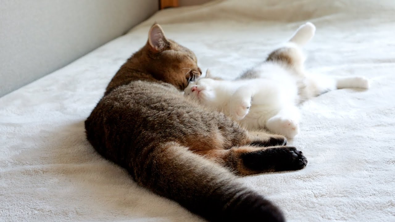 The sibling cats' lovey-dovey time was too cute...