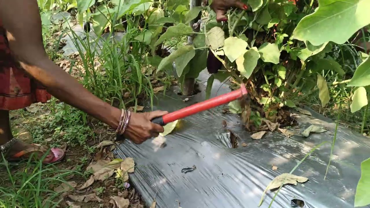 पुराने ग्राफ्टेड बैगन में किस प्रकार से  बेसल भर के फिर से बिल्कुल नया प्लॉट जैसे बनाया जाता है l