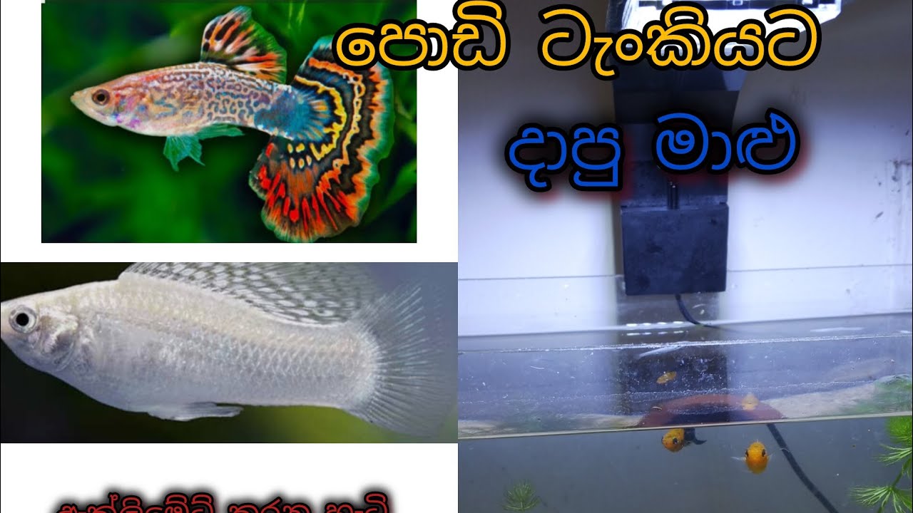 පොඩි ටැංකියට දාපු මාළු