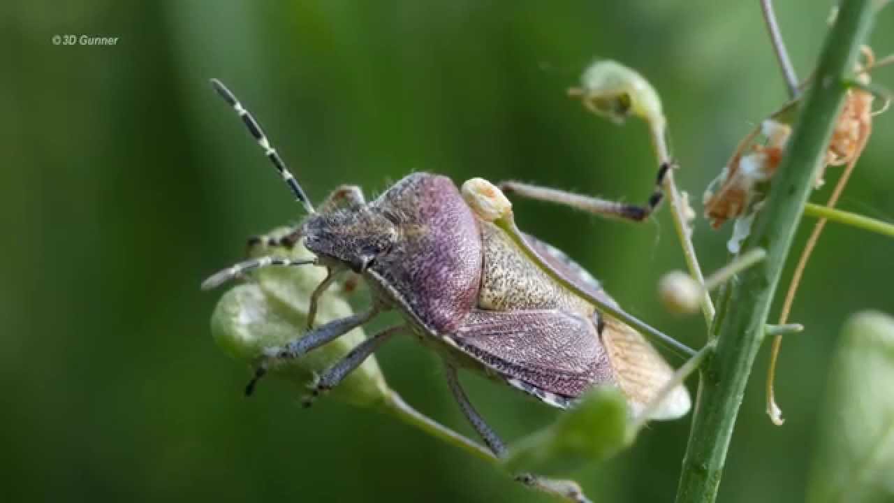 4K video - Bugs (macro)