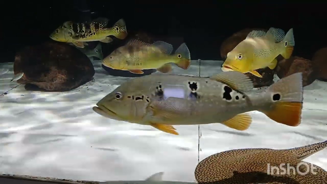 A prioridade é eles(Tucunares)