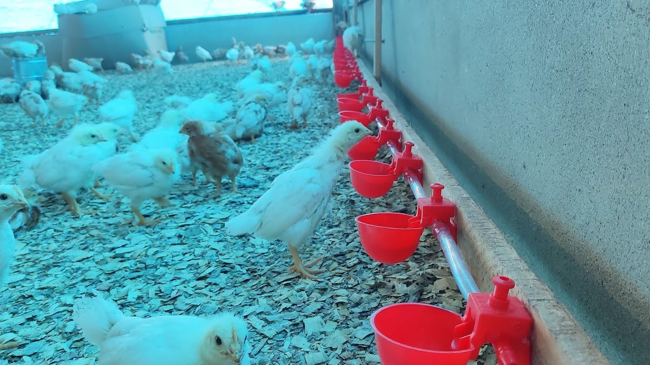 Dia corrido 🤠 Pela primeira vez aqui na Granja instalamos bebedouros tipo copinho para pintinhos!🐥💦