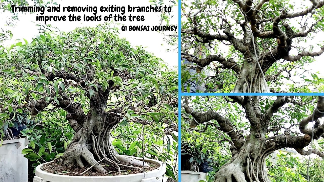 HOW TO MAKE A BONSAI TREE / FICUS / BALETE / INFORMAL UPRIGHT BONSAI
