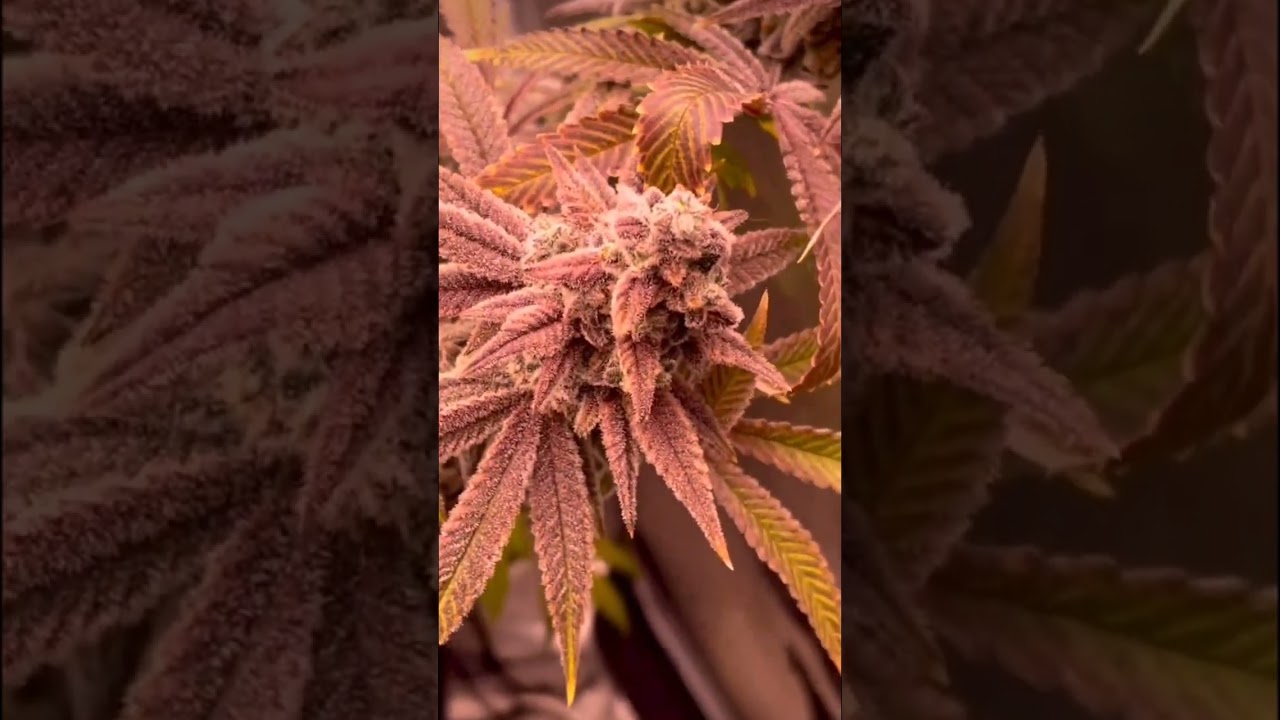 Do you like the purple buds or pineapple buds better?
