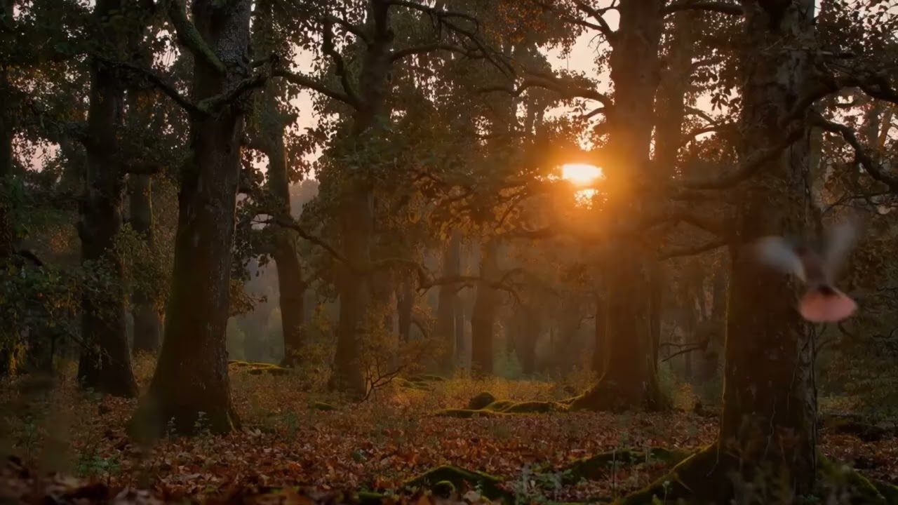 Lazy Relax in Nature. Relaxation session. Forest