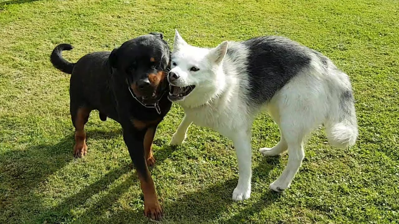 Zwei Hunde spielen im Garten