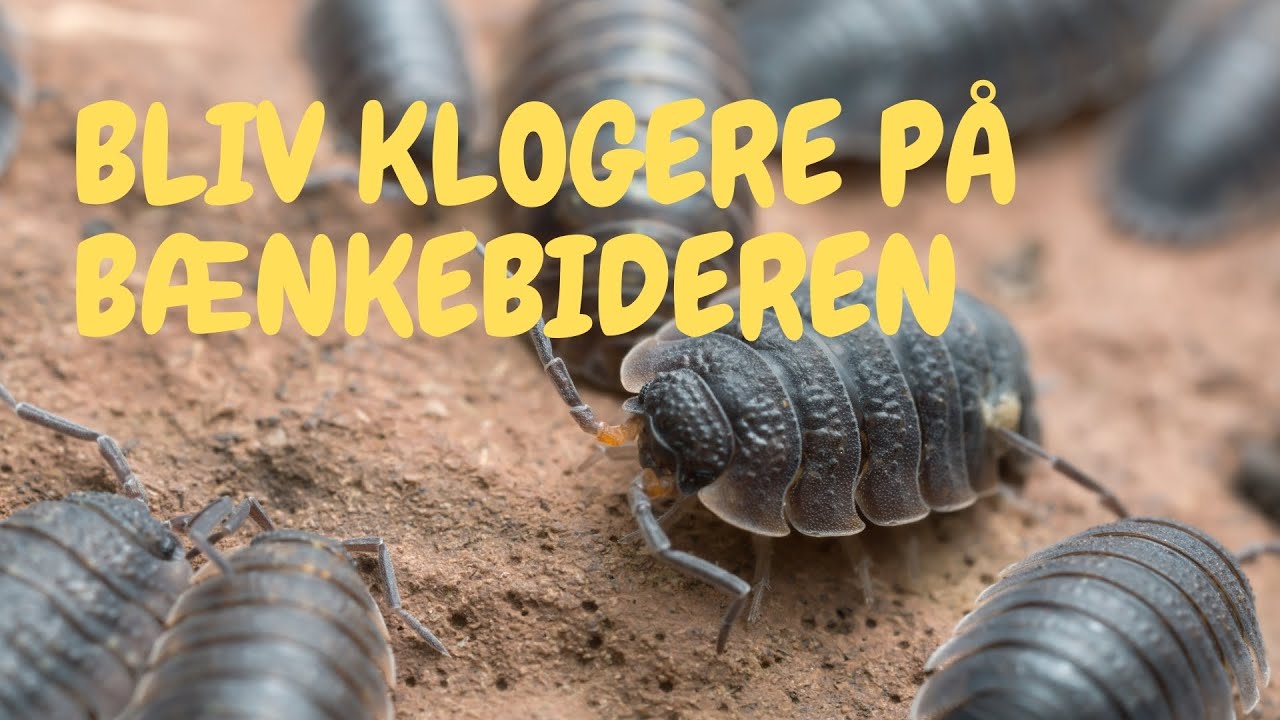 Bliv klog på bænkebideren | Sjov viden om dyr for børn | Dyr og børn