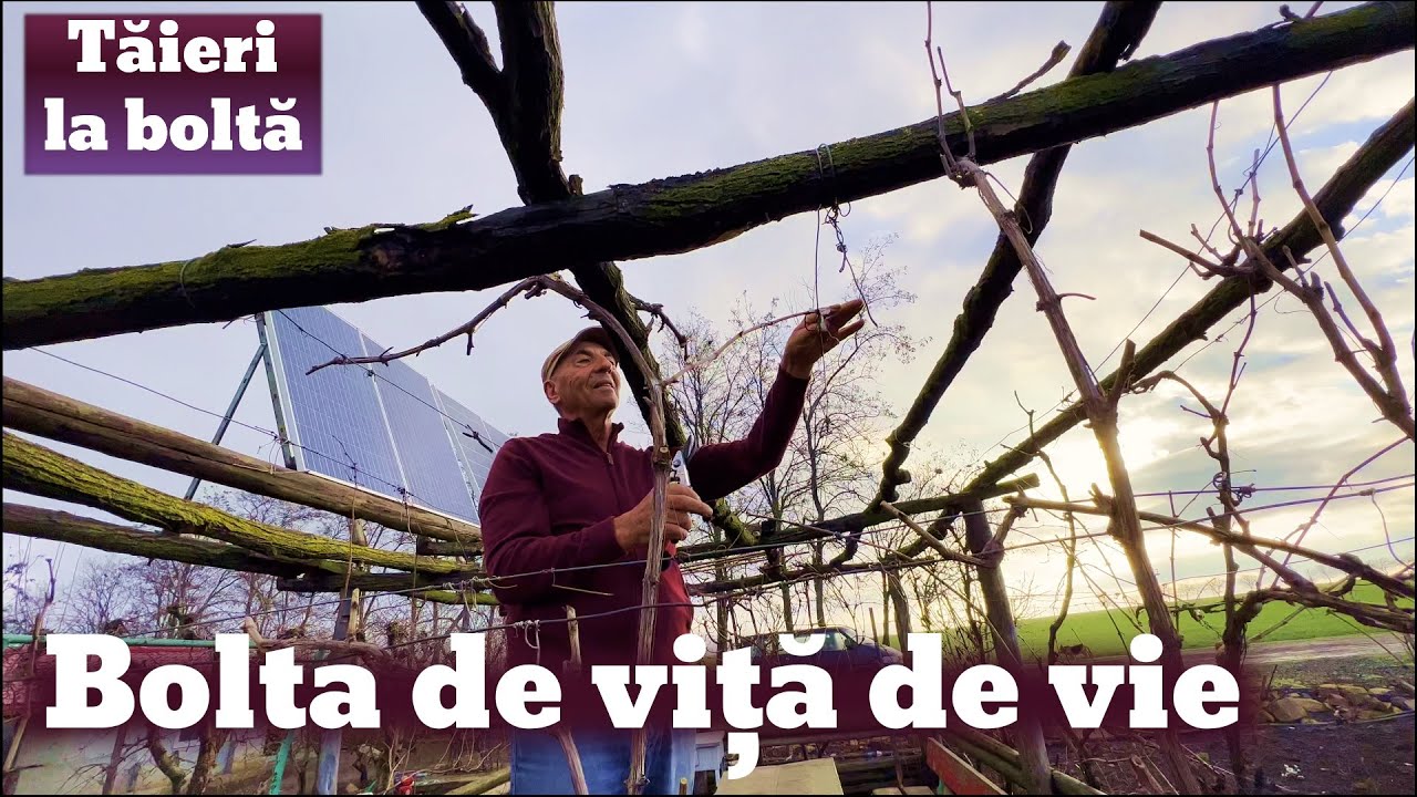 Tăierea la bolta de viță de vie