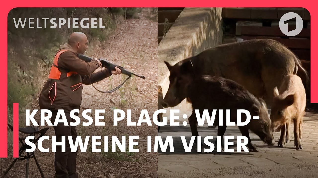 Spanien: Warum Wildschweine rund um Barcelona zur Plage wurden