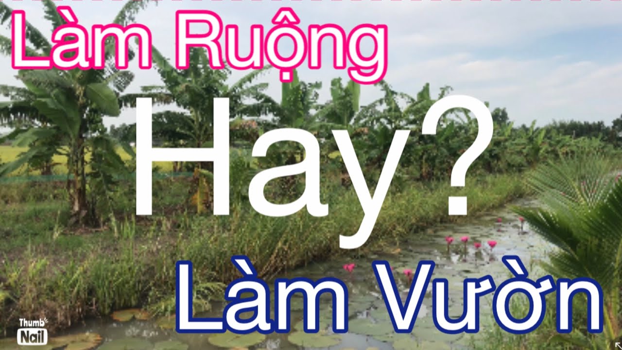 So sánh lợi nhuận giữa làm ruộng và lên liếp trồng vườn.