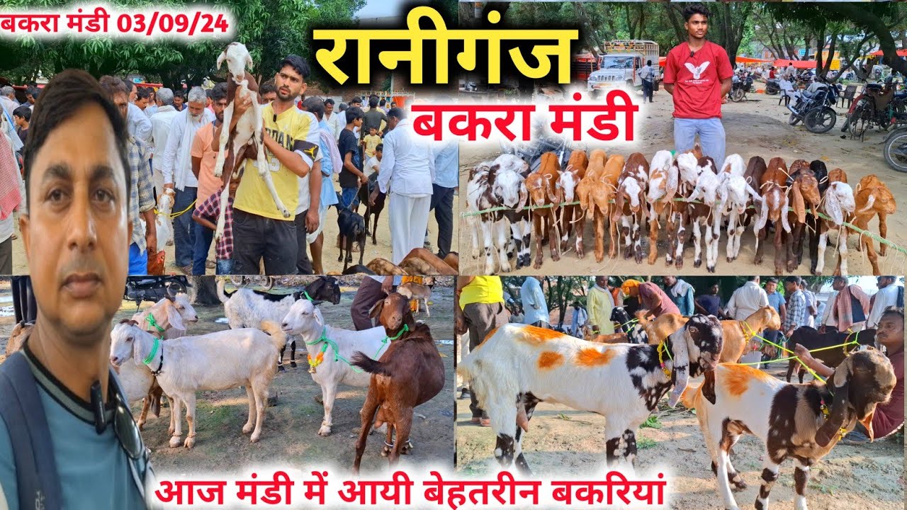 Raniganj bakra mandi |03/09/24 |Raniganj Bakra Mandi New video |Bakra Mandi Video