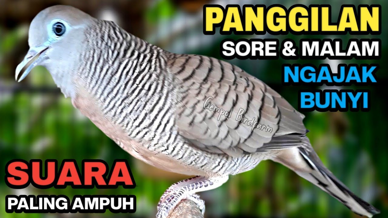 Perkutut Lokal Gacor Suara Besar Pancingan Burung Perkutut Agar Cepat Bunyi.
